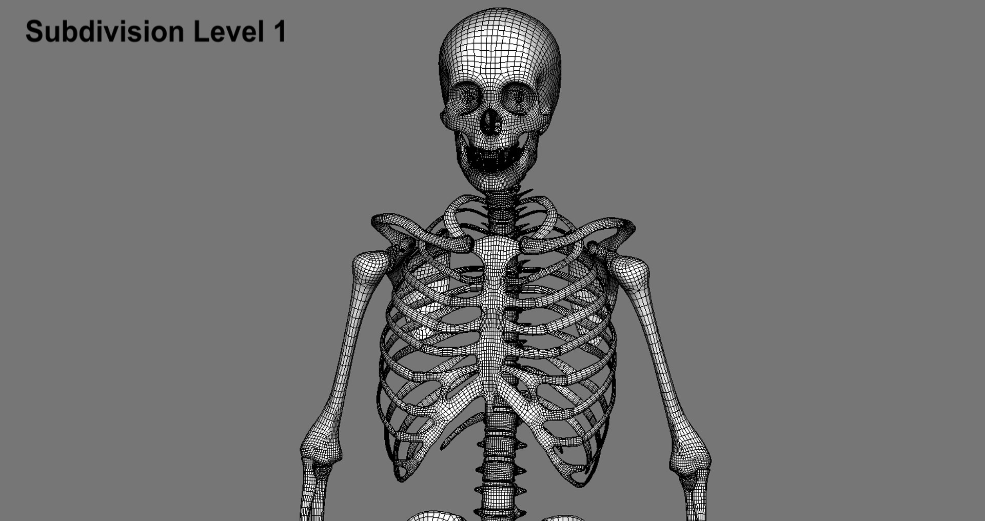 3d Model Human Skeleton