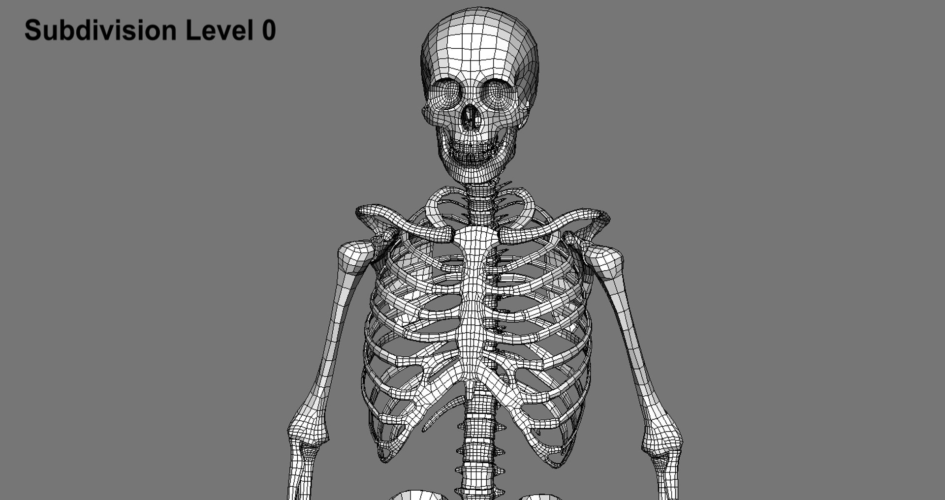3d Model Human Skeleton Biology Diagrams