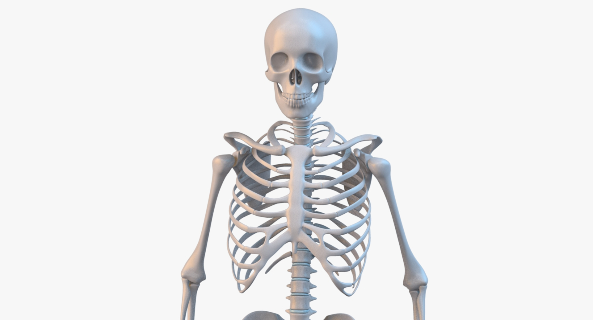 3d Model Human Skeleton