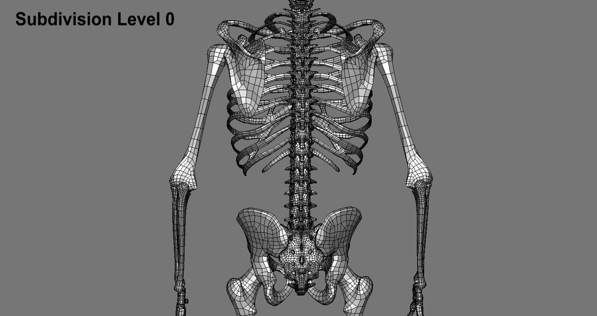 3d Model Human Skeleton