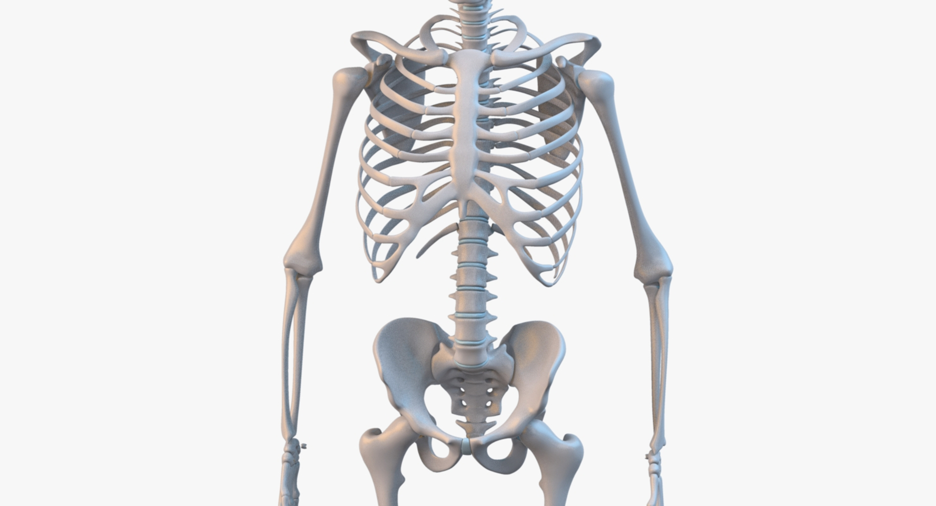 3d Model Human Skeleton Biology Diagrams