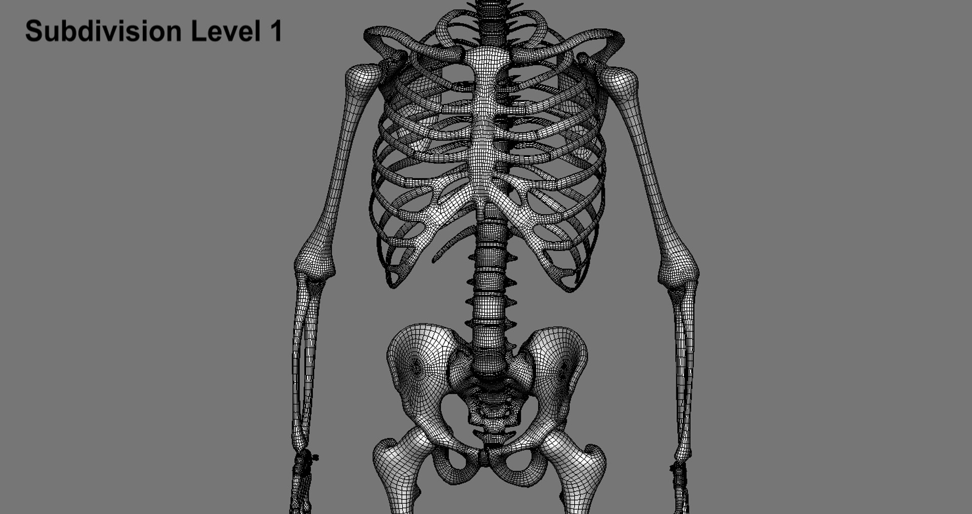 3d Model Human Skeleton Biology Diagrams