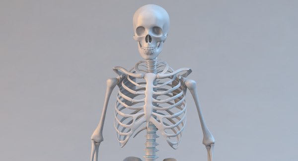 3d model human skeleton