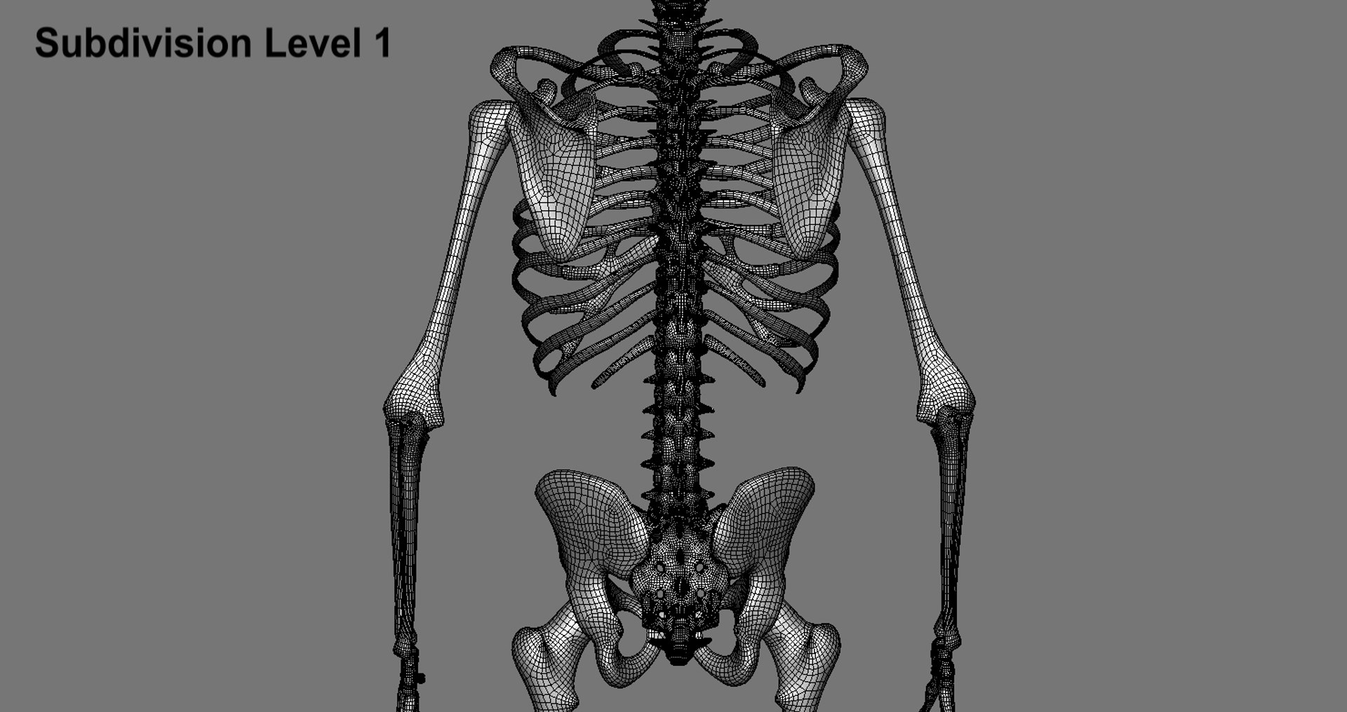 3d Model Human Skeleton Biology Diagrams
