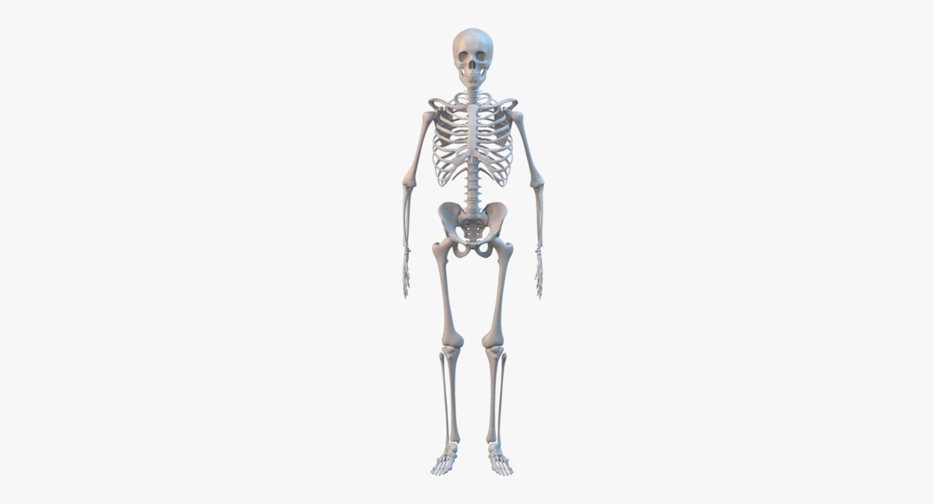 3d Model Human Skeleton