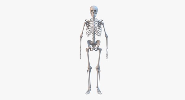 3d model human skeleton