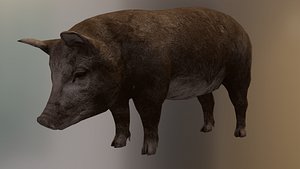 3D Pig