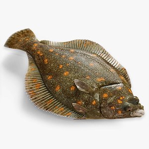 Flatfish Animated