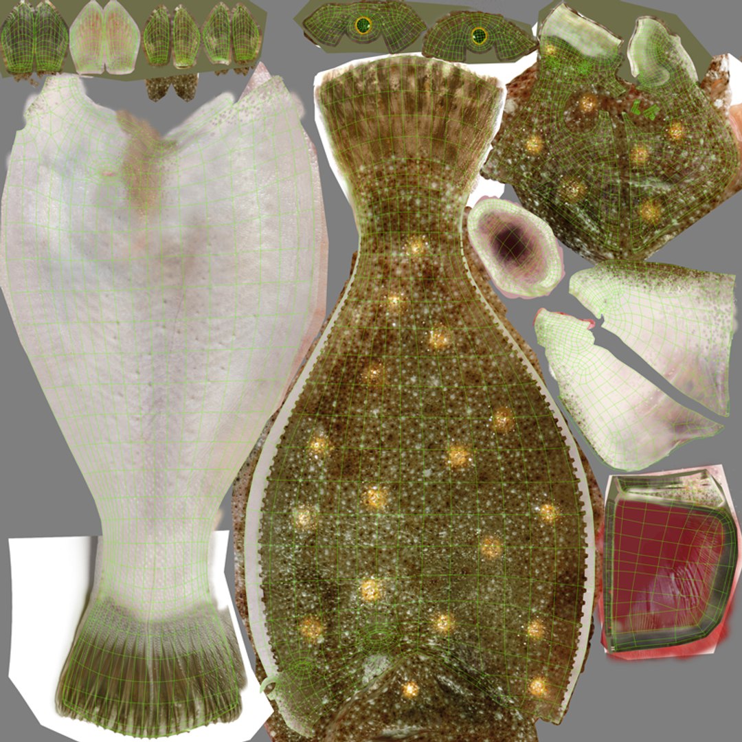 Flatfish Animated 3D Model - TurboSquid 2346300