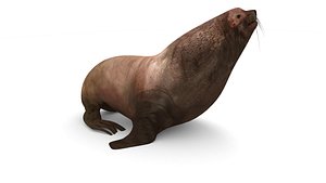 3d sea lion