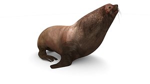 Sea lion