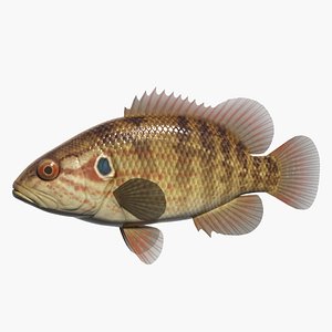 3d model coreoperca oyanirami