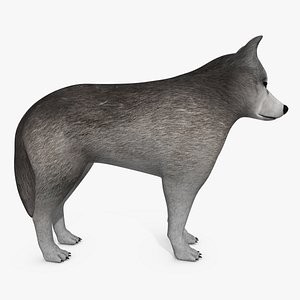 Wolf or Dog