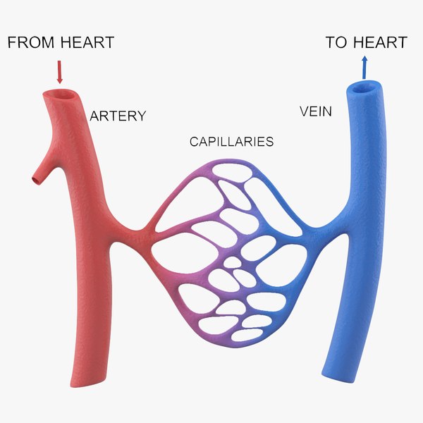 3D Capillary Models | TurboSquid