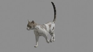 3D model Realistic Animated Walking Cat 3D Model