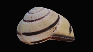 Grove Band Snail Shell