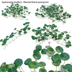 Hydrocotyle prolifera - Whorled marsh pennywort 3D model