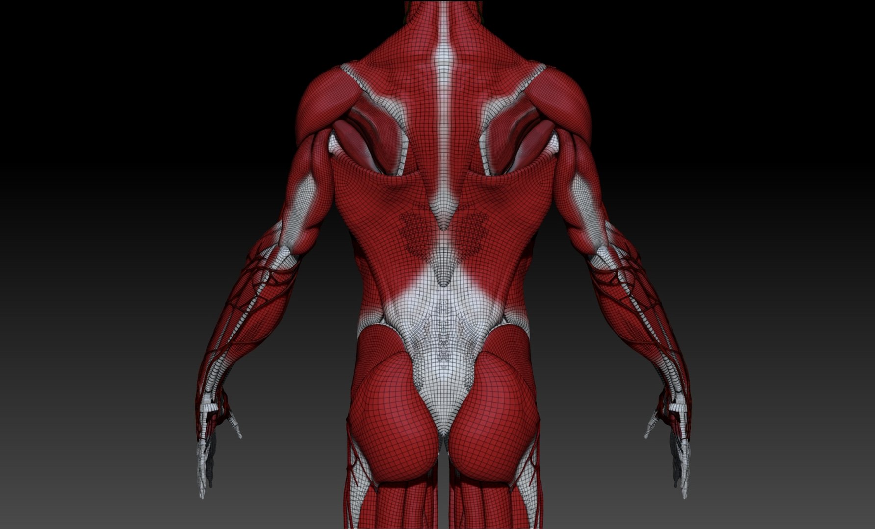 Study Anatomy Human Ma