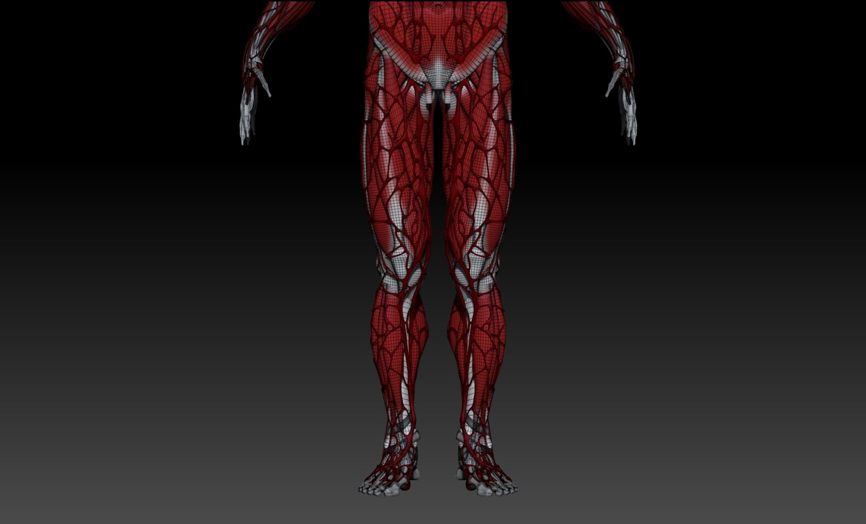 Study Anatomy Human Ma