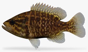 Lepomis gulosus Warmouth