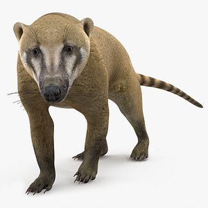 3D Nasua Walking Pose