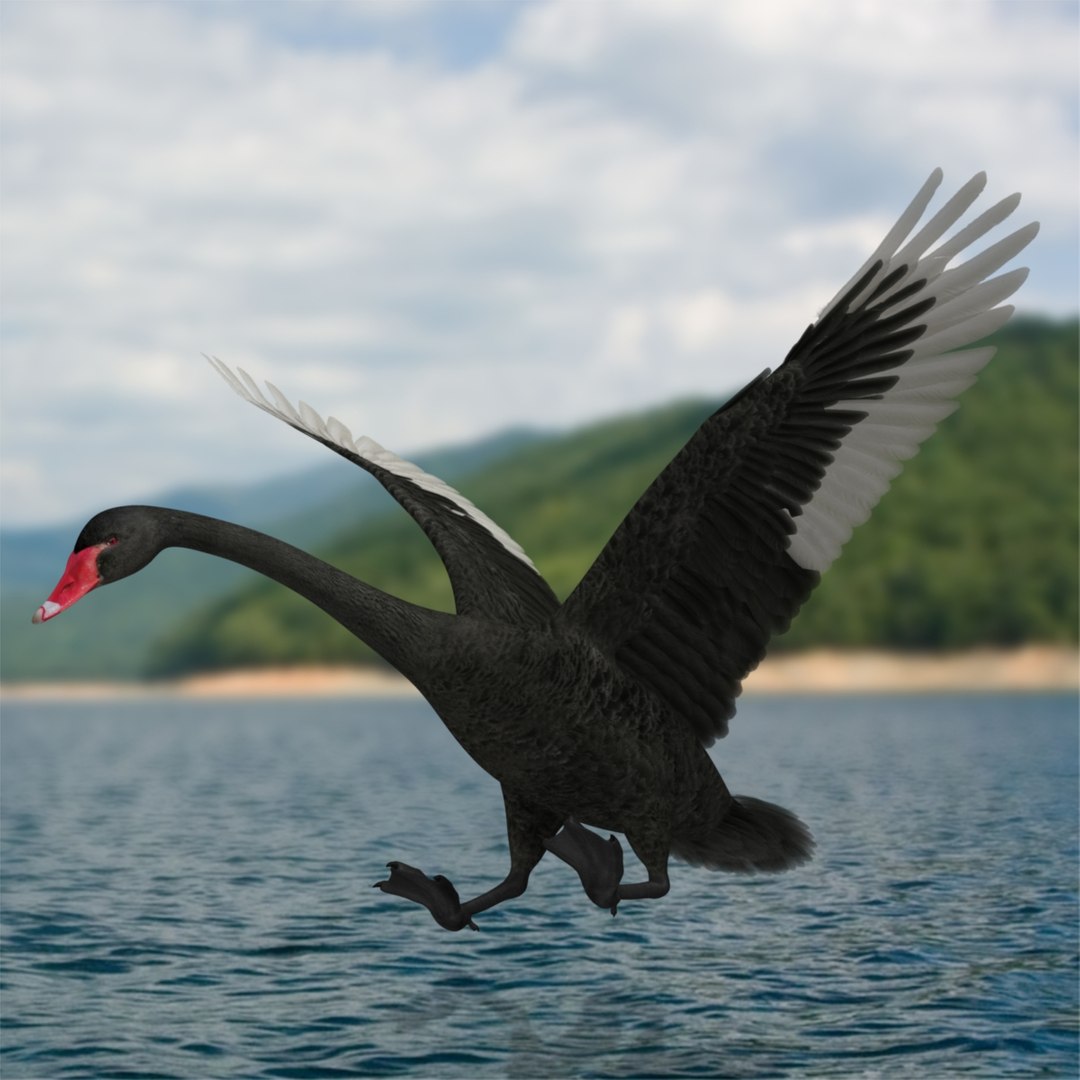 Cygnus Atratus Black Swan 3d Obj