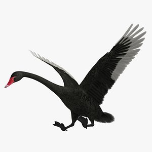 cygnus atratus black swan 3d obj
