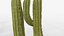 Collection Cactus du Désert Pack Botanique Réaliste 3D