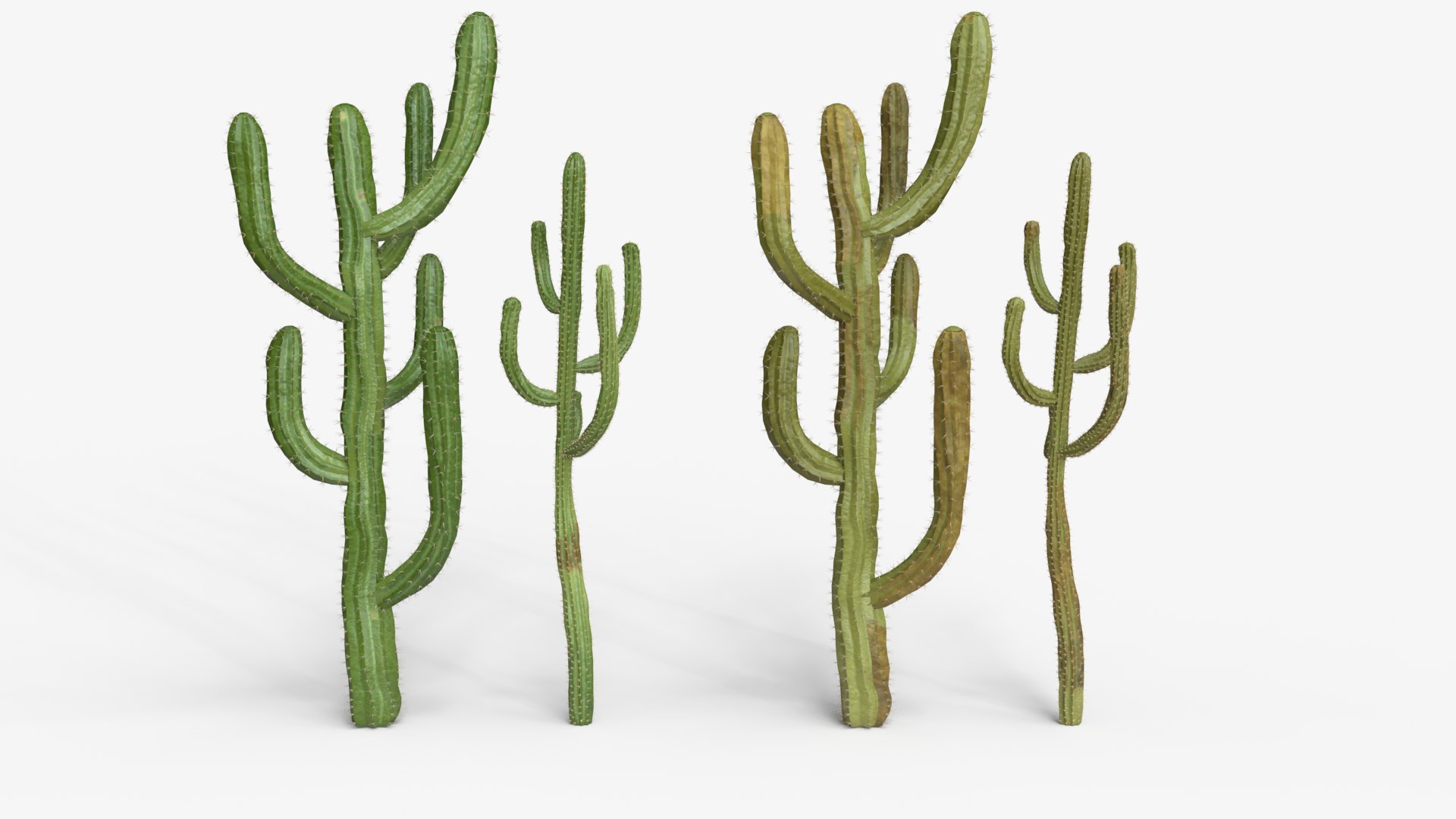 Desert Cactus Collection  Realistic 3D Botanical Pack 3D model https://p.turbosquid.com/ts-thumb/oz/1aSe3r/49/dc6/png/1777923699/1920x1080/fit_q87/b8557426d44731abbb3c890631a688ec74d527ba/dc6.jpg