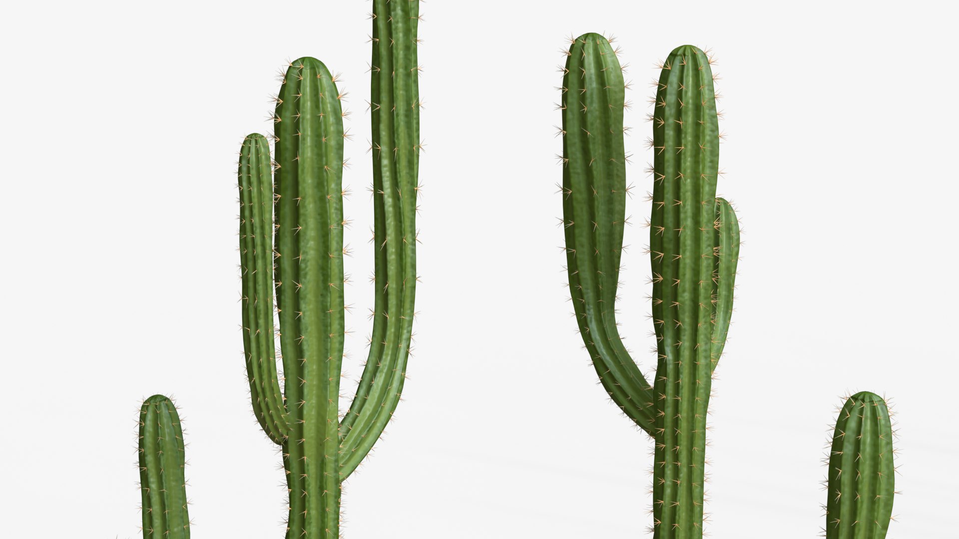 Desert Cactus Collection  Realistic 3D Botanical Pack 3D model https://p.turbosquid.com/ts-thumb/oz/1aSe3r/4P/dc8/png/1777923703/1920x1080/fit_q87/3f022b7aab00d3615442bb7659e19fdf97053dfc/dc8.jpg