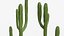Collection Cactus du Désert Pack Botanique Réaliste 3D