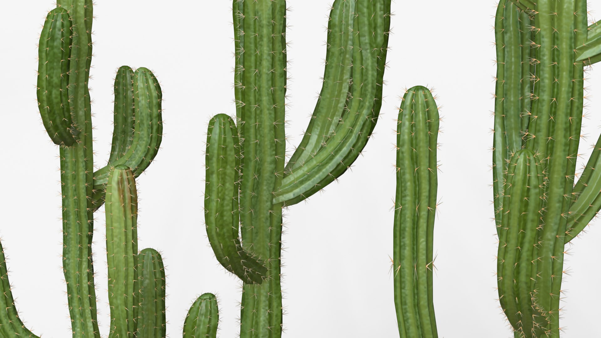 Desert Cactus Collection  Realistic 3D Botanical Pack 3D model https://p.turbosquid.com/ts-thumb/oz/1aSe3r/6d/dc9/png/1777923715/1920x1080/fit_q87/e17cc319ee13df6b6faaaae5c45ec00b98331b51/dc9.jpg