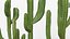 Collection Cactus du Désert Pack Botanique Réaliste 3D