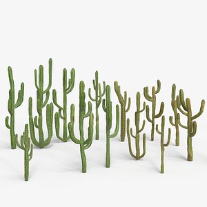 Desert Cactus Collection  Realistic 3D Botanical Pack 3D model