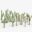 Collection Cactus du Désert Pack Botanique Réaliste 3D