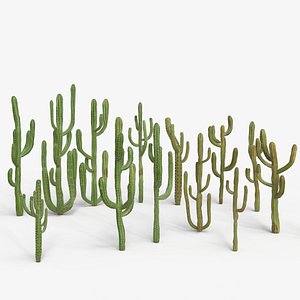 Desert Cactus Collection Realistic 3D Botanical Pack