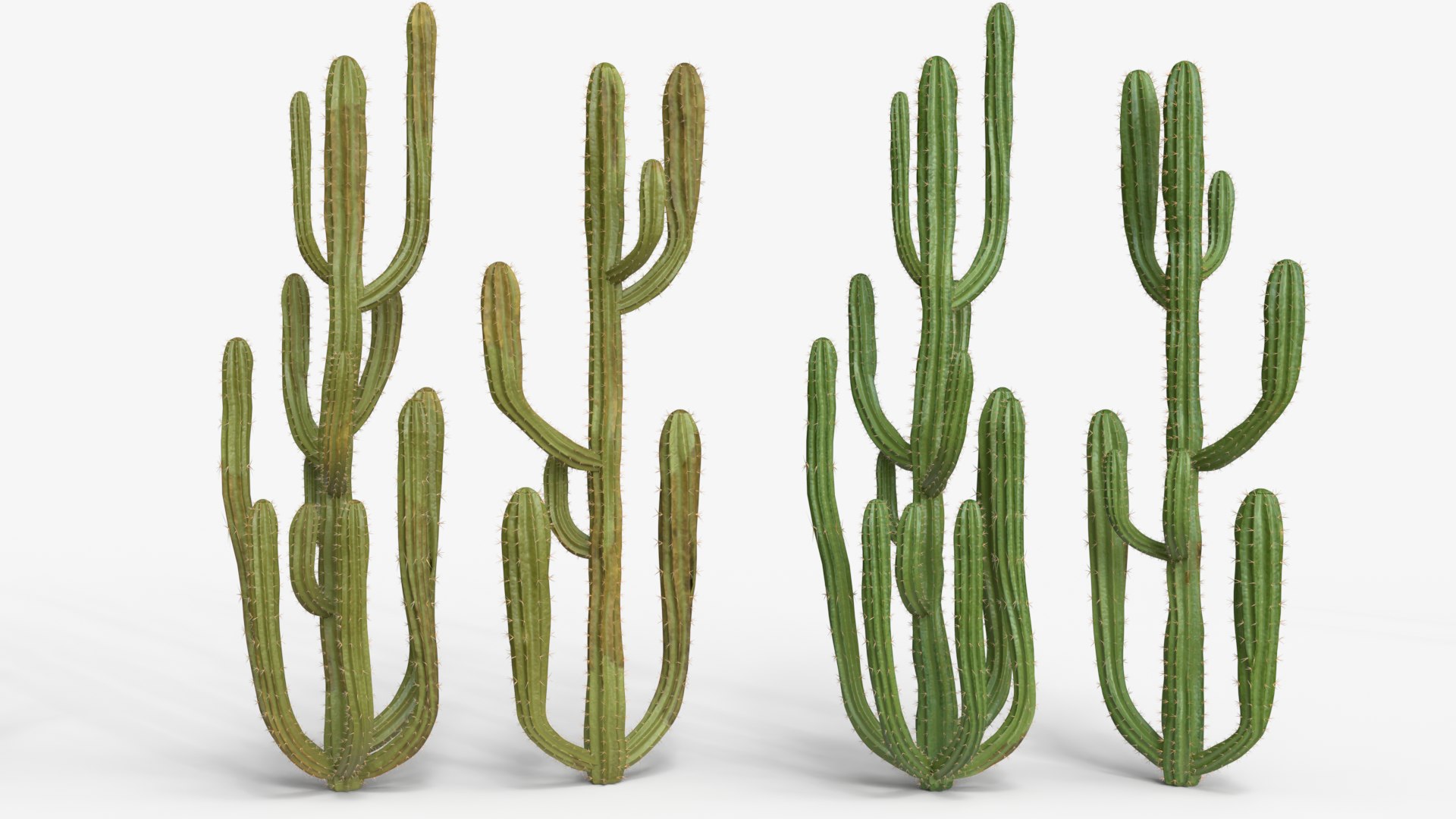 Desert Cactus Collection  Realistic 3D Botanical Pack 3D model https://p.turbosquid.com/ts-thumb/oz/1aSe3r/Ia/dc1/png/1777923689/1920x1080/fit_q87/33d6d715f1ab31db120c5a2d6be76cd882e9ce32/dc1.jpg