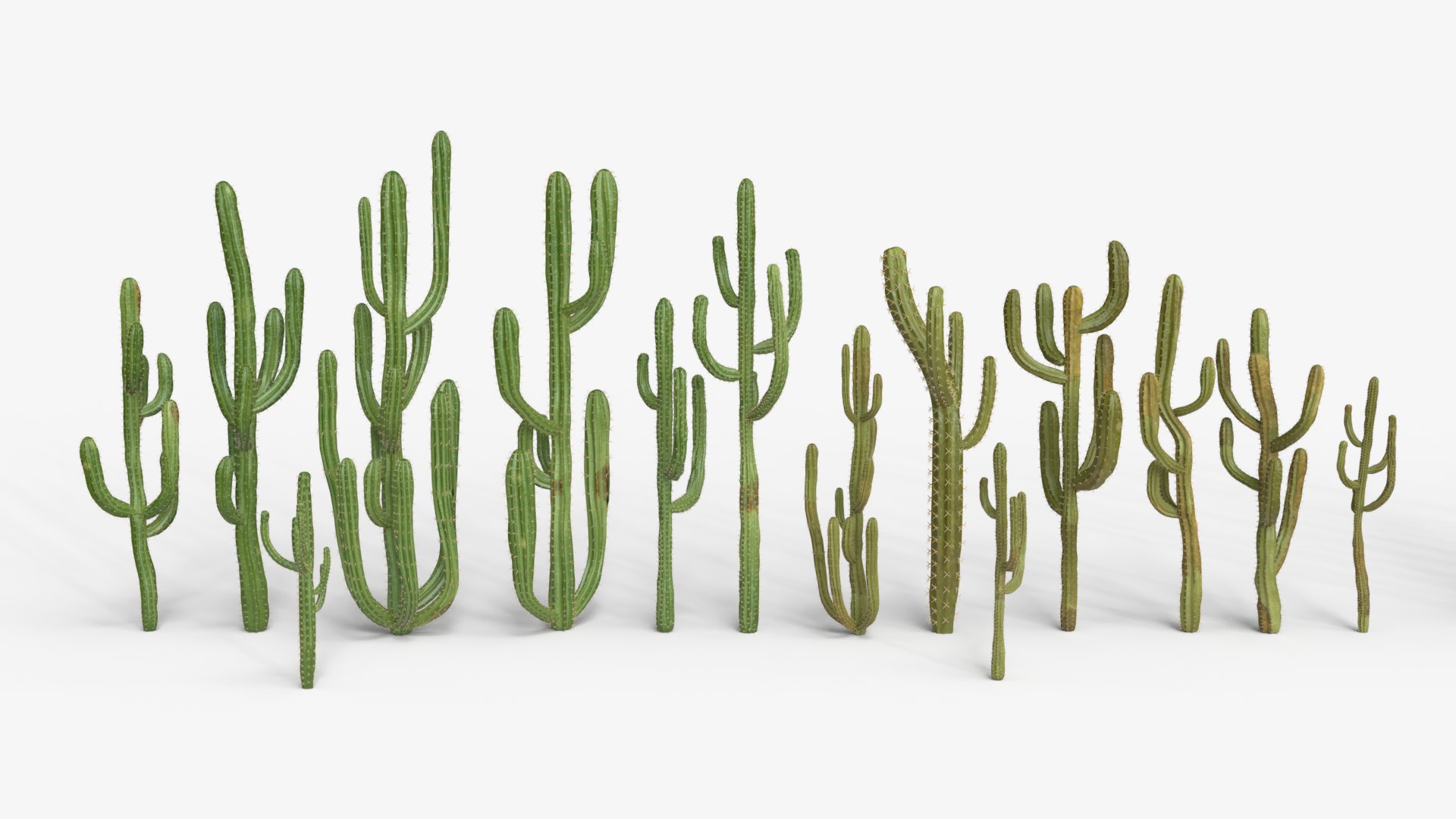Desert Cactus Collection  Realistic 3D Botanical Pack 3D model https://p.turbosquid.com/ts-thumb/oz/1aSe3r/ND/dcth/png/1777923715/1920x1080/fit_q87/d80f02a4613808b5f78161ee851cc35d0c1ac96e/dcth.jpg