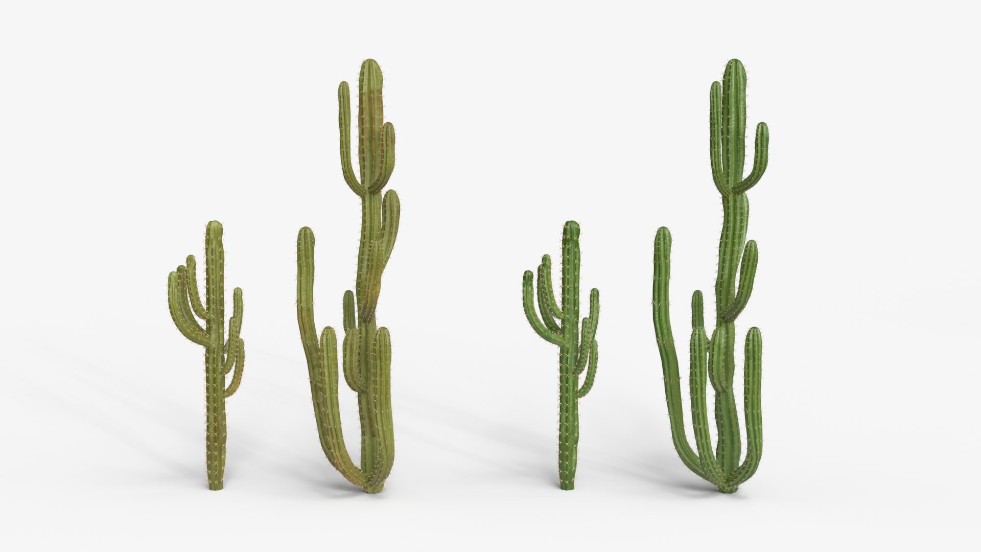 Desert Cactus Collection  Realistic 3D Botanical Pack 3D model https://p.turbosquid.com/ts-thumb/oz/1aSe3r/No/dc4/png/1777923694/1920x1080/fit_q87/689c70171364c363c910aea2fb9888299458e42f/dc4.jpg