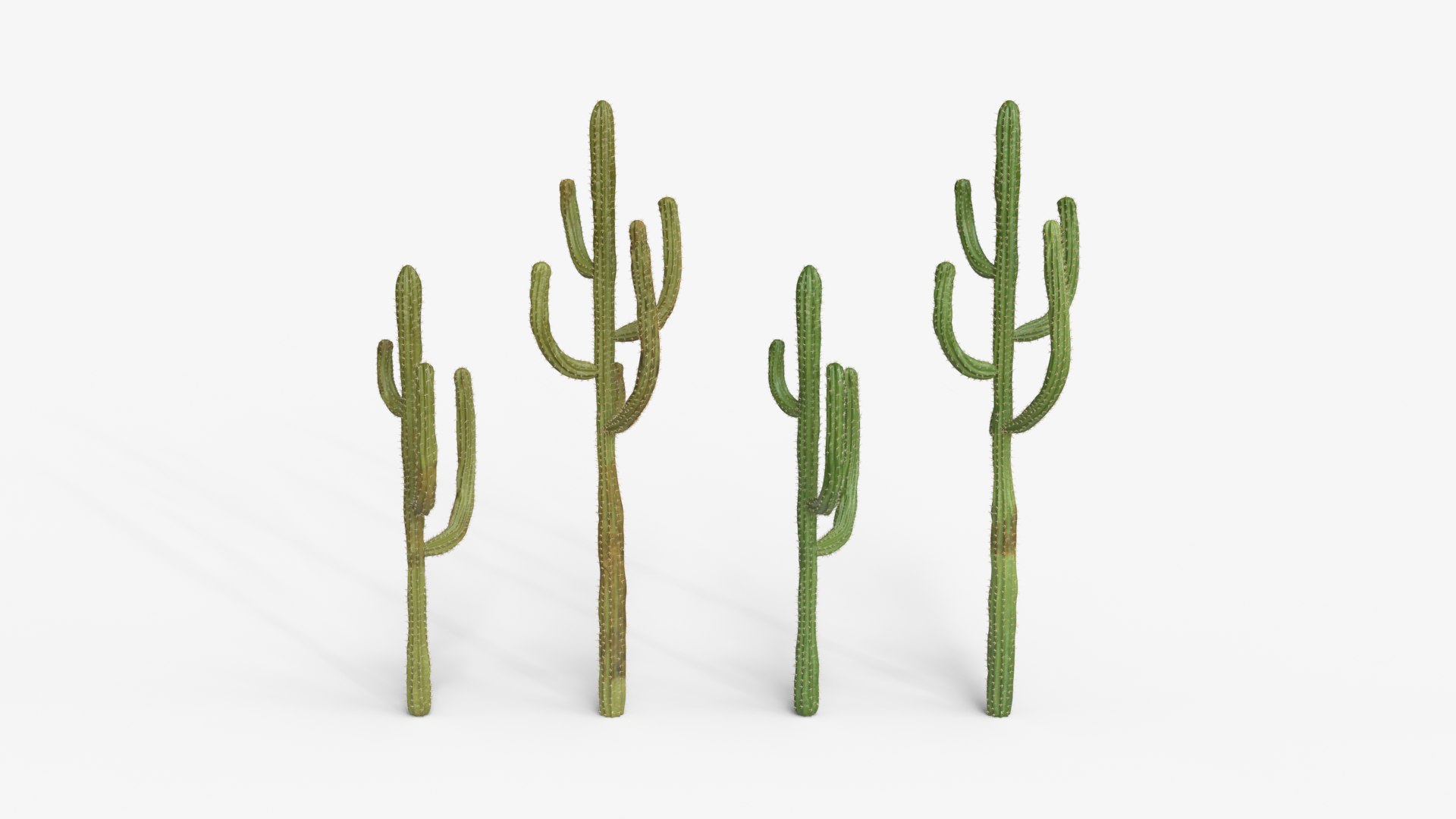 Desert Cactus Collection  Realistic 3D Botanical Pack 3D model https://p.turbosquid.com/ts-thumb/oz/1aSe3r/W8/dc3/png/1777923691/1920x1080/fit_q87/8c20f026c464dd1cd481c1d7fc686b34a6d7787d/dc3.jpg