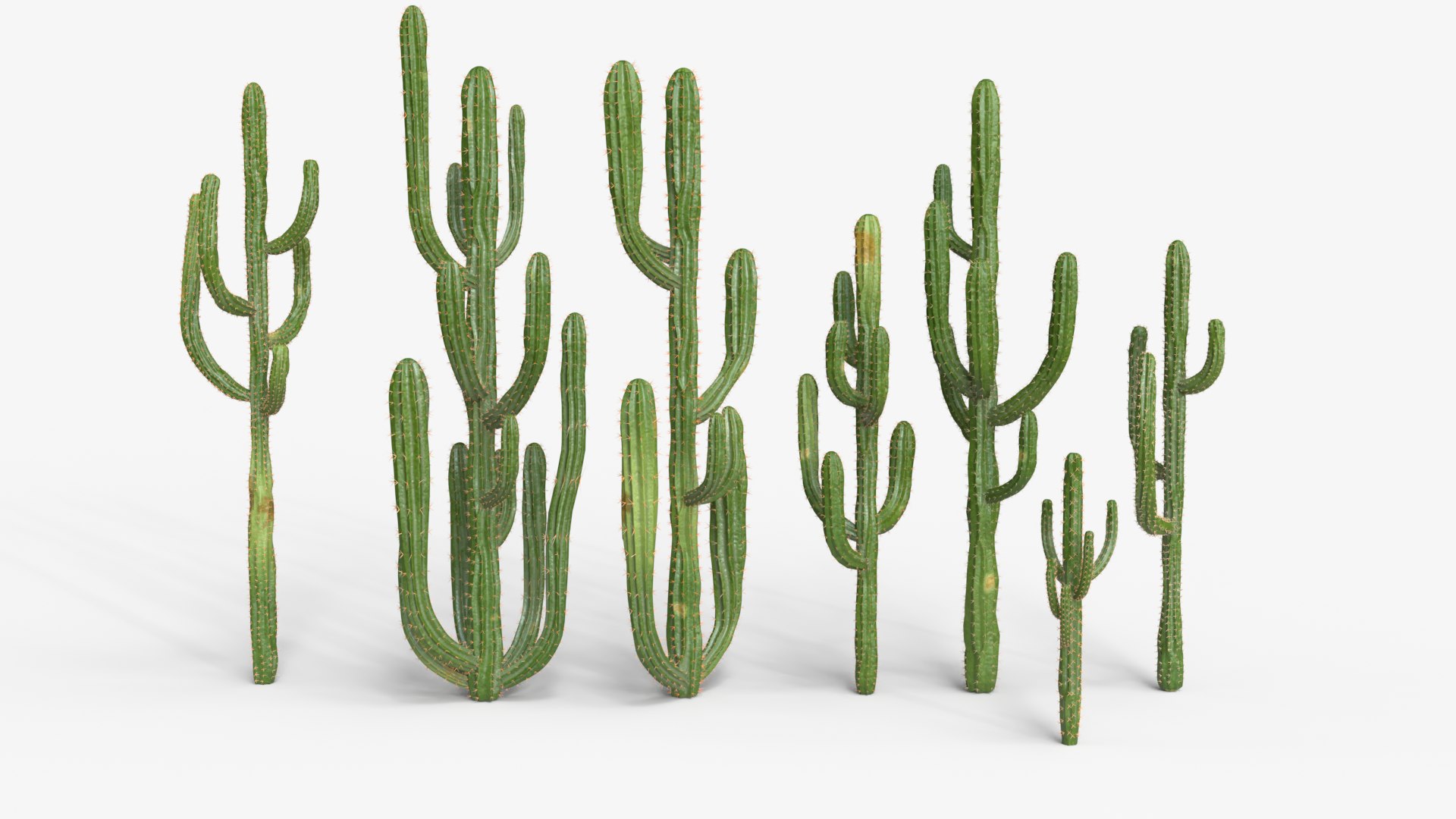 Desert Cactus Collection  Realistic 3D Botanical Pack 3D model https://p.turbosquid.com/ts-thumb/oz/1aSe3r/e6/dc2th/png/1777923696/1920x1080/fit_q87/2afe708ddce93ab4e1f60d1271bc96b2308617e4/dc2th.jpg