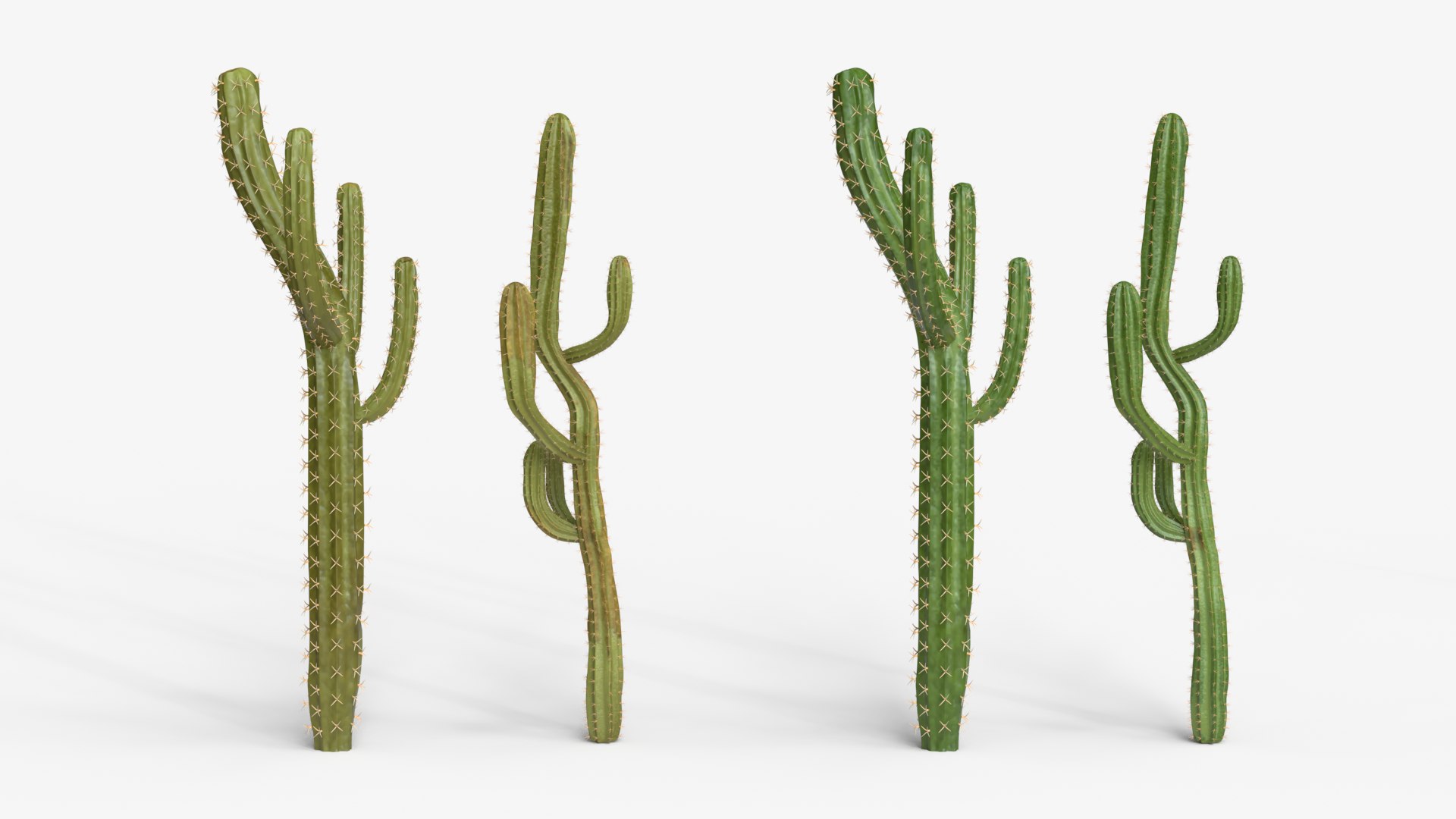 Desert Cactus Collection  Realistic 3D Botanical Pack 3D model https://p.turbosquid.com/ts-thumb/oz/1aSe3r/ox/dc5/png/1777923697/1920x1080/fit_q87/3697af39e918460072d0b738367d53c82cbc2730/dc5.jpg