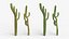 Collection Cactus du Désert Pack Botanique Réaliste 3D