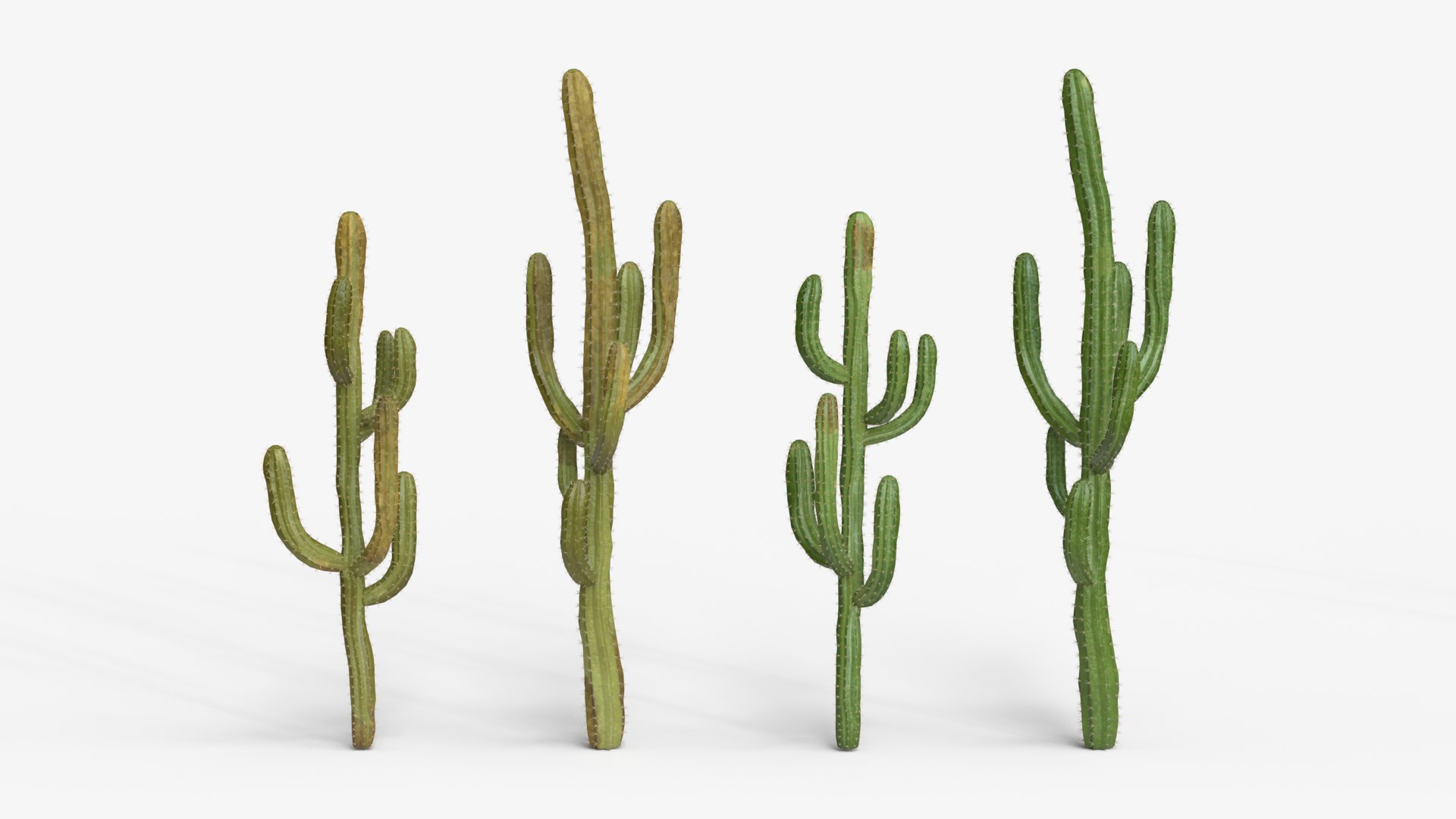 Desert Cactus Collection  Realistic 3D Botanical Pack 3D model https://p.turbosquid.com/ts-thumb/oz/1aSe3r/sn/dc2/png/1777923683/1920x1080/fit_q87/66d8fc7cd75ac8425ffca0355a728ba618fc5620/dc2.jpg