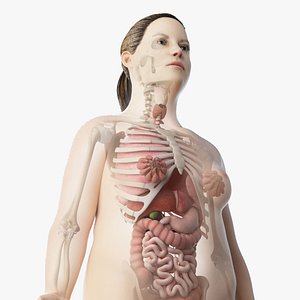 skin obese skeleton organs 3D model