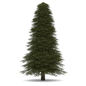 3d realistic fir tree 2