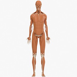 Skeletal and Muscular System