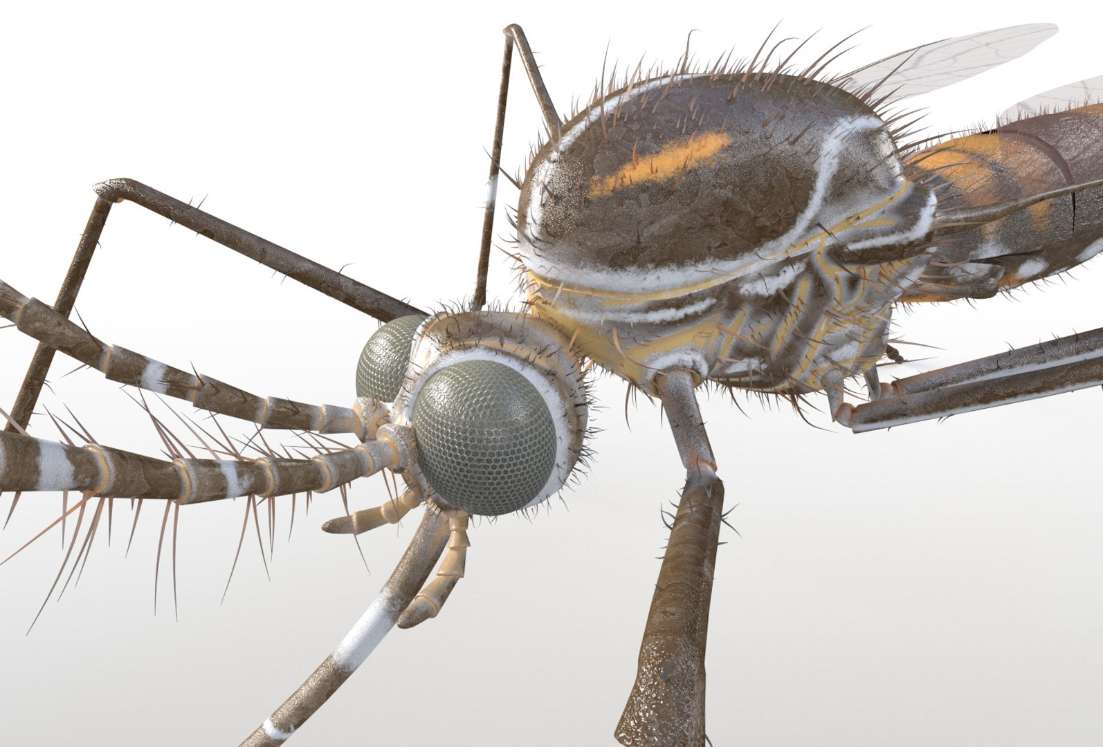 rigged 3D model https://p.turbosquid.com/ts-thumb/oz/MeWQnb/2VM9kCzf/mosquito7/jpg/1586190595/1920x1080/fit_q87/dbd539a130c4210786c0e34da09037262867b9f9/mosquito7.jpg