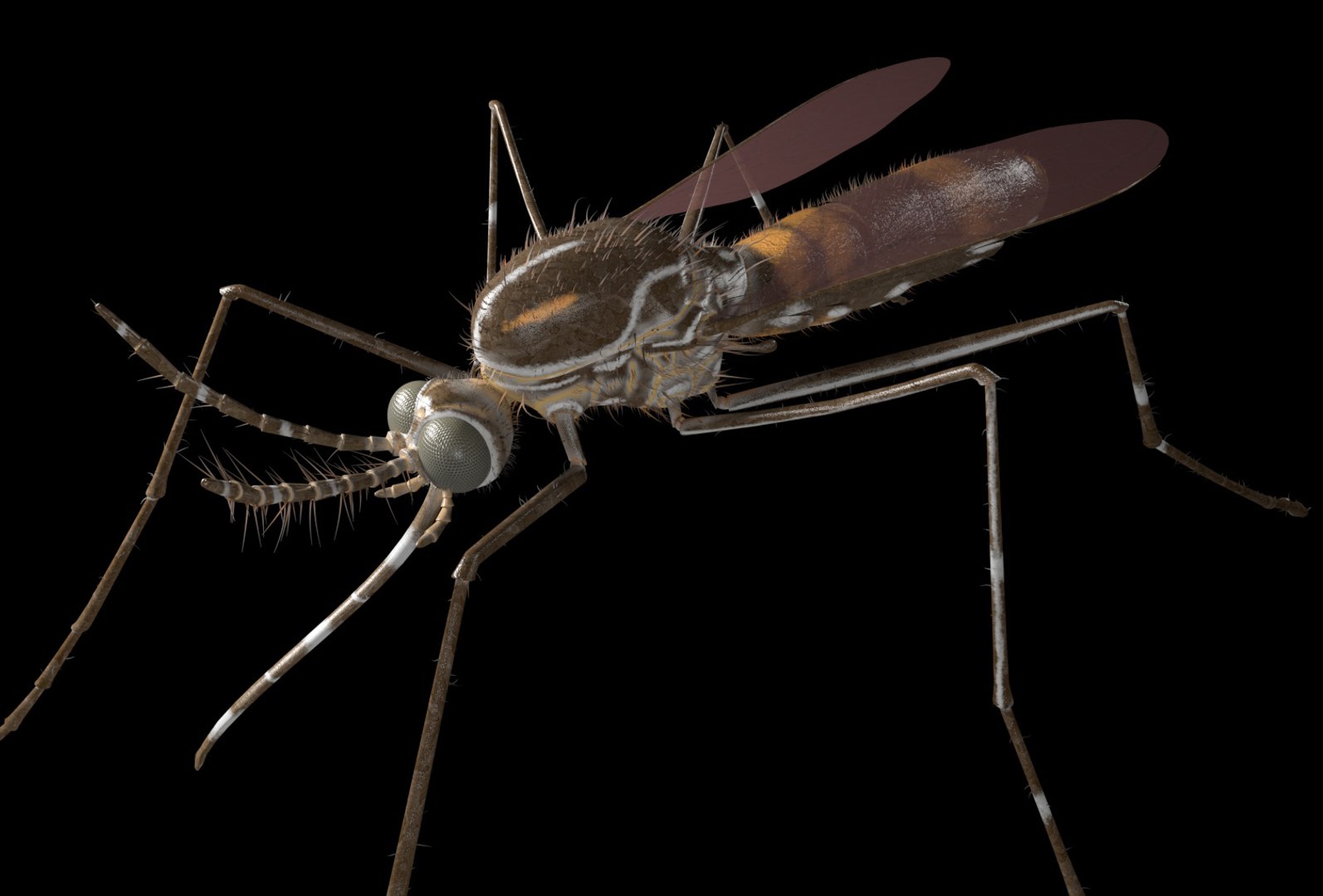 rigged 3D model https://p.turbosquid.com/ts-thumb/oz/MeWQnb/3u1XZLTZ/mosquito3/jpg/1586190595/1920x1080/fit_q87/e2c7c107f3e3ee067aa34b396d32678cdad46f0e/mosquito3.jpg