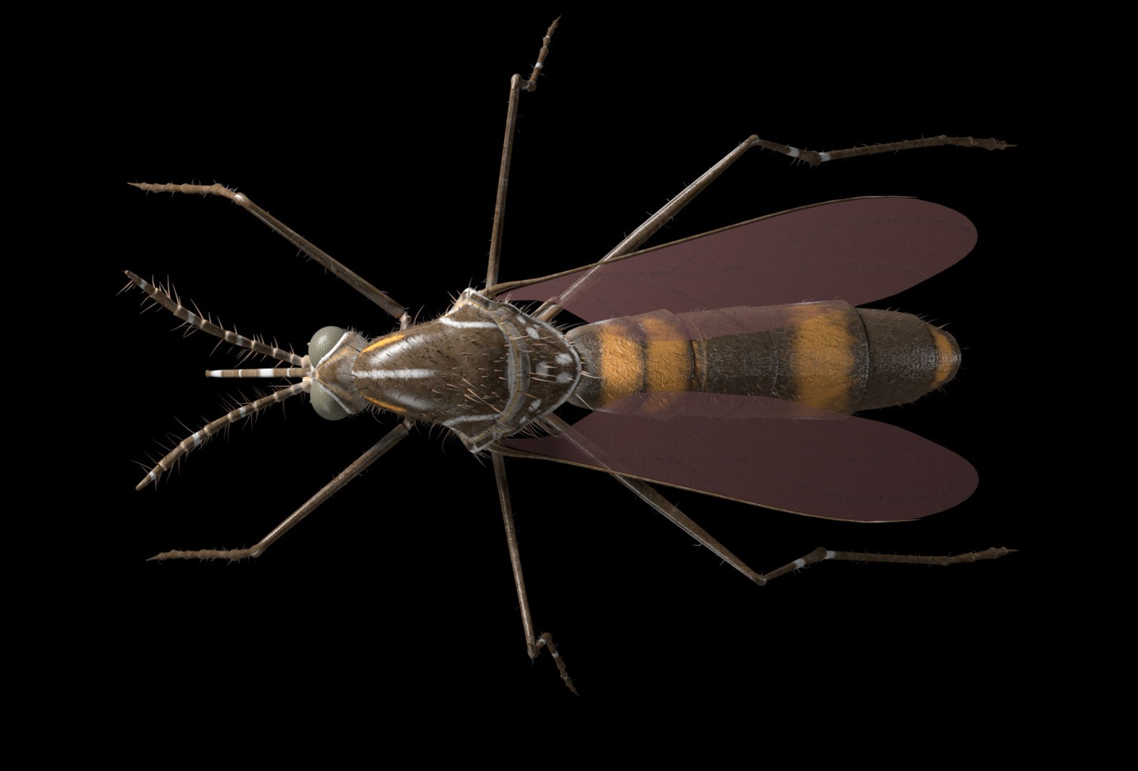 rigged 3D model https://p.turbosquid.com/ts-thumb/oz/MeWQnb/Y3BJU9lE/mosquito8/jpg/1586190595/1920x1080/fit_q87/3f81d4e7616308e991d4f929e305f6809ee0a222/mosquito8.jpg